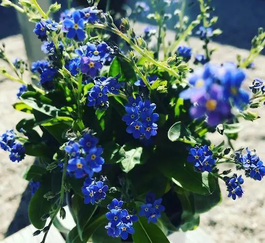 Kis Pele Nyaralo בית נופש *